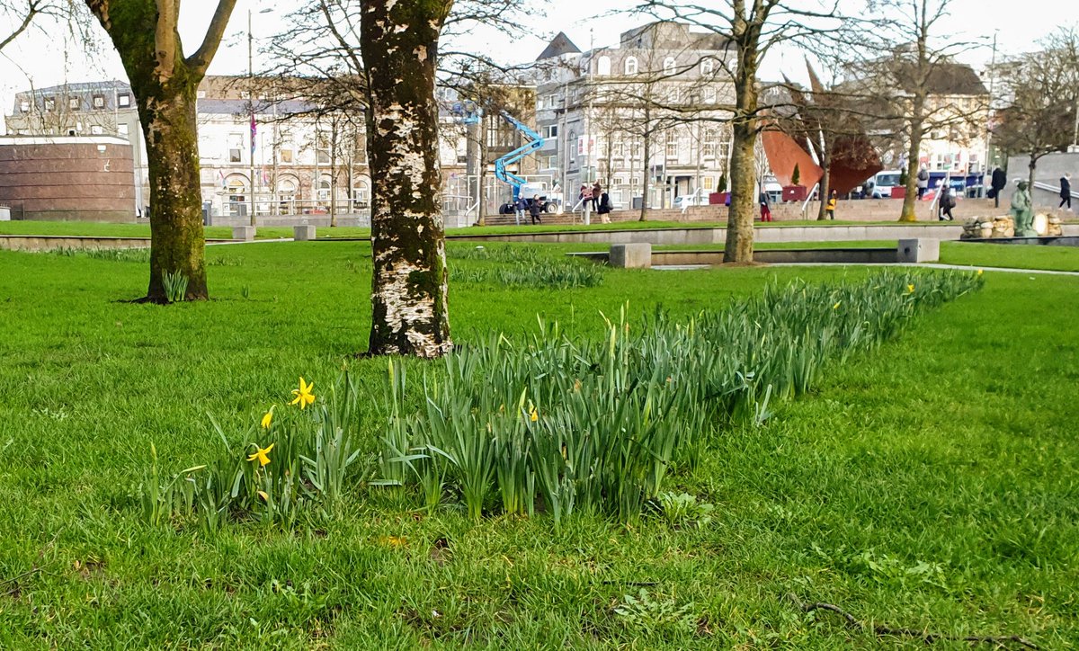 Delighted to see the first daffy in Eyre Square #Galway #spring