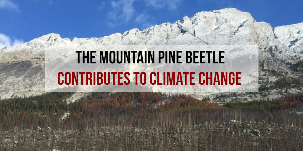 albertaforests's tweet photo. If the Government of Canada intends to meet these goals, it must honour Alberta's request for aid in #pinebeetle mitigation. Dry, dead forests are unable to sequester carbon & are much more susceptible to carbon-releasing fires.#PartnersAgainstMPB @SeamusORegan @JonathanWNV (2/2) https://t.co/4i39vw2W92