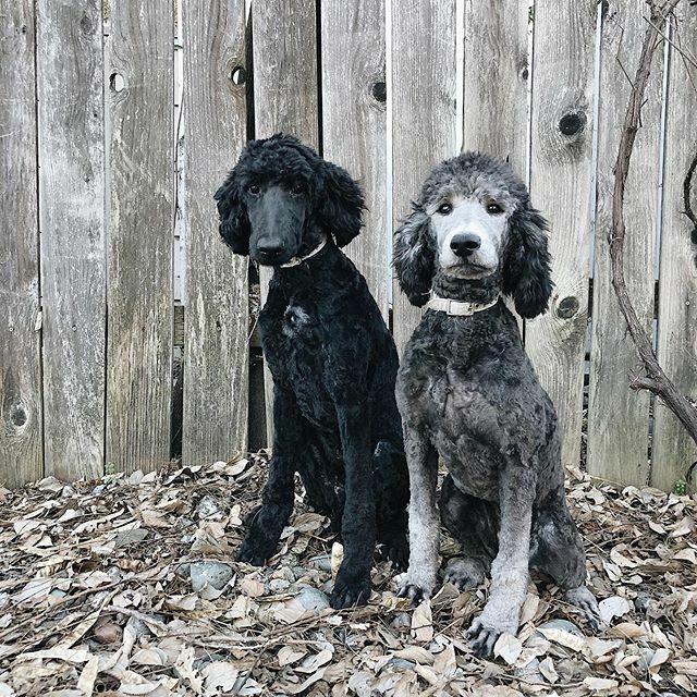 TheMayesTeam's tweet photo. pupdate...they got a haircut and it looks like they halved in size 🤣 
Milo and Mia are now 5 months old. They’re fully crate trained and are sleeping through the night 🙌🏻 They sit, lay down and stay and have been so patient with us during our renovation journey! … https://t.co/stbZLBeDTV