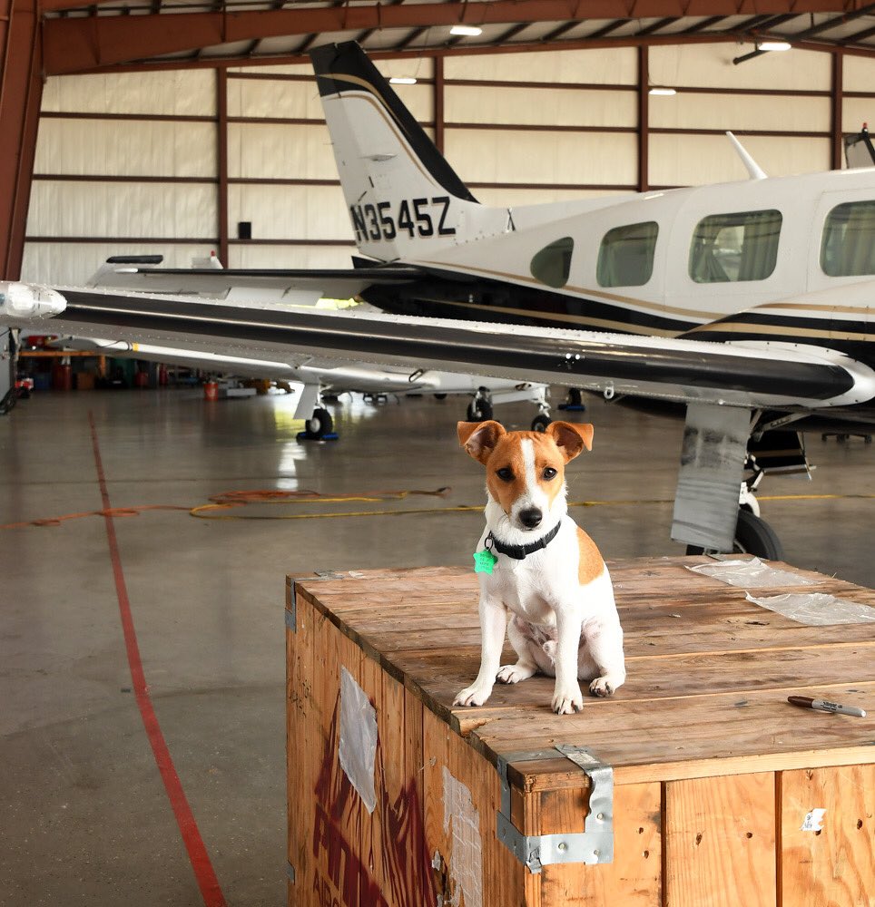 EnvoyAviation's tweet photo. Hooper is working so hard to make his Pilot Dreams a Reality 🙌✈️🤣
#FlyEnvoy
#FlyHoop
📹 @greyphotolady 
#puppy #pilot #dreams #aviation #privatepilot #planes #airplane #sky #clouds #escape #travel #wings #propeller #pipernavajo #vacation #flymetothemoon #sky #clouds #instadaily https://t.co/8OUJco6Okg