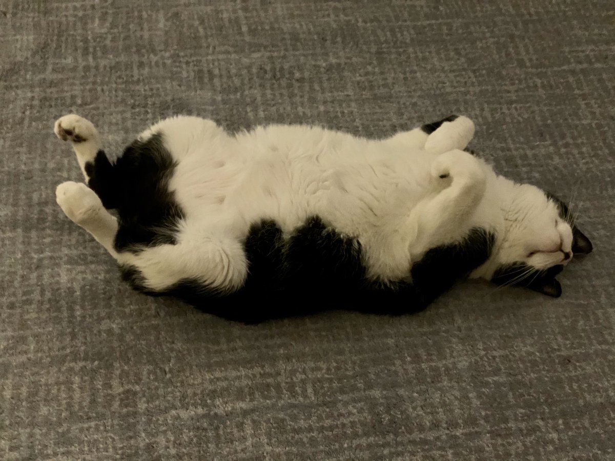 jgreid's tweet photo. As promised @Databricks - here’s Lyndon, clearly feeling relaxed after getting all of his data together ;). https://t.co/xSuqYTJhWD