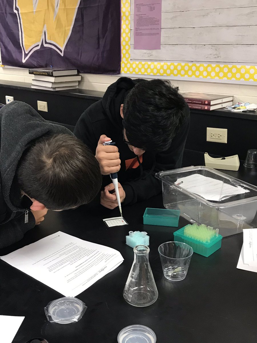 Science_Larson's tweet photo. AP Bio students in 3/4 period practicing their micropipetting and gel loading skills with our @MiniOneSystem practice minilab. We are reading for Thursday’s electrophoresis lab! #ThisIsHowWeAP #APBio_WHS @BulldogLife_WHS https://t.co/fRowip21rk