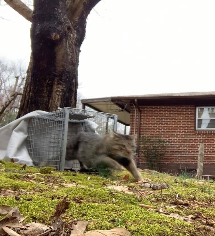 I love this picture ❤️
This is a local Tom cat who has been vetted and released to his territory. I think he’s in a hurry!😂
#TNR #feraltuesday  👋🏻🐈💛