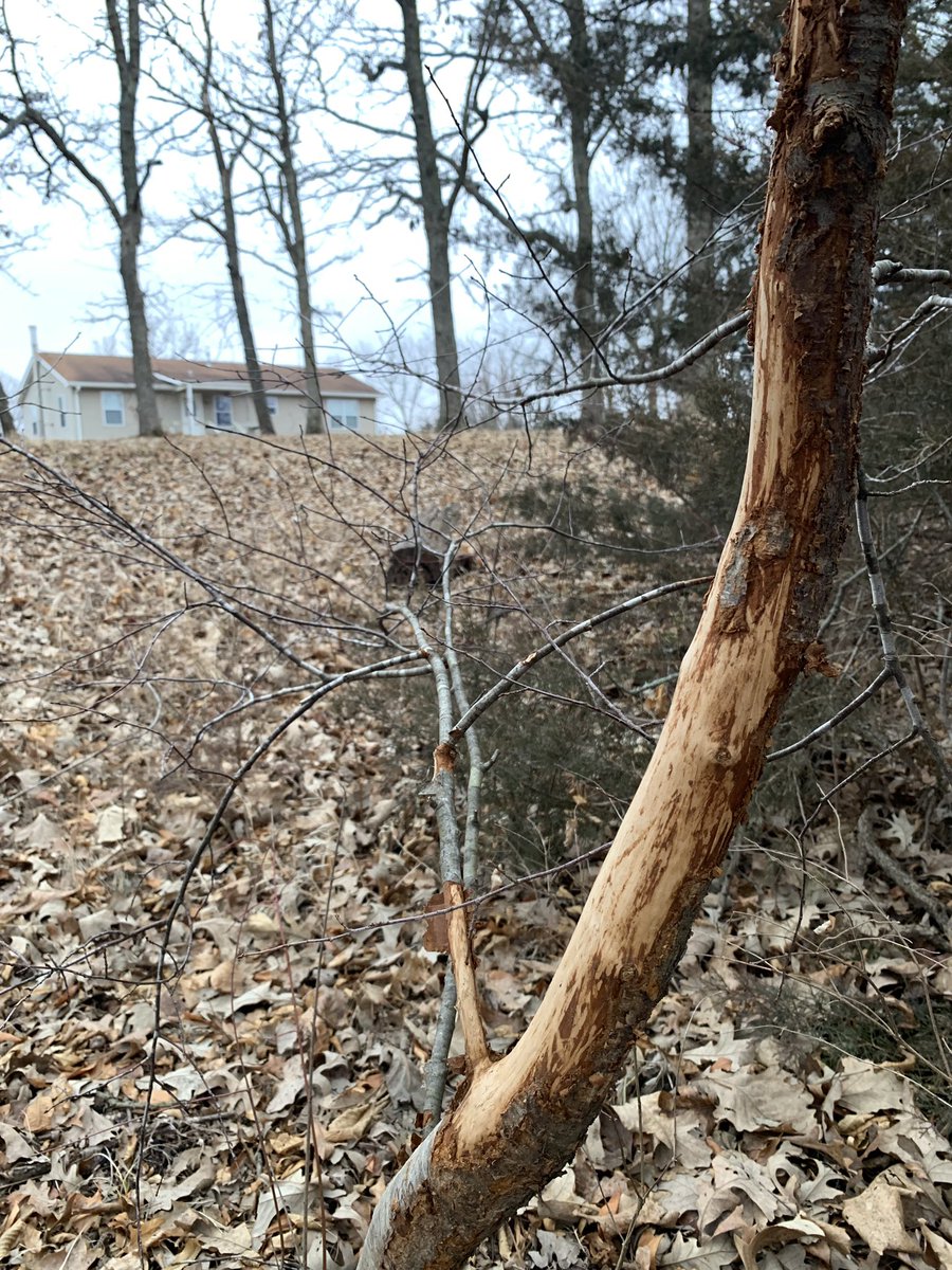 BEOUTDOORScom's tweet photo. Action right out the back door. I can get on board with that.
#Deer #DeerHunting #BigBucks #DeerRub #Rubline #whitetail #Land #HuntingLand #huntinglandforsale https://t.co/bGOqXXM40k