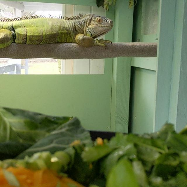 ChrisPrimeish's tweet image. ift.tt/31qggQ8 #Sphene and #Rupee doin' some fast chomps

#fastcut #greeniguana #boop