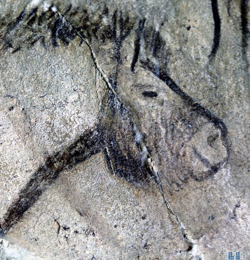 Jamie_Woodward_'s tweet image. It’s an extraordinary thought that there is probably more time BETWEEN the painting of these two horses at Chauvet cave (&amp;gt;30,000 years ago) and Niaux cave (~15,000 years ago) as there is between the Niaux cave art and us #IceAgeArt