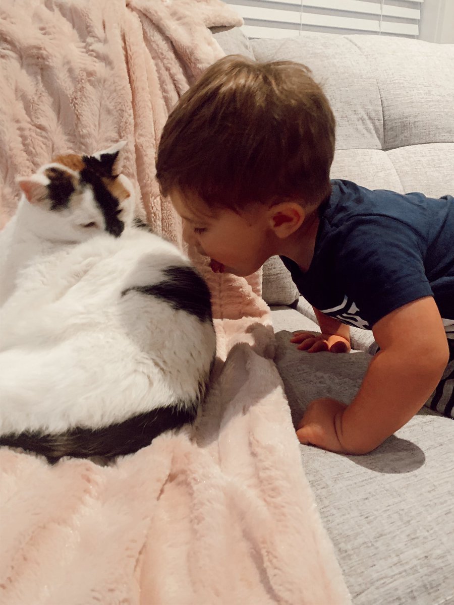 Levi watches the cat clean herself and now him trying to help has become an on going problem in the household