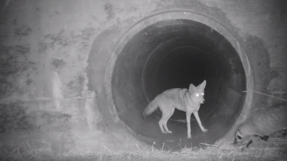 mashable's tweet image. Why did the coyote and badger cross under the road? To avoid a serious problem caused by humans.

trib.al/rW7SXEU