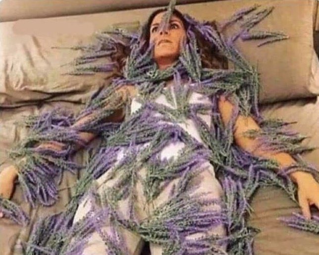 CAJADEVERDADES's tweet photo. Gente: la lavanda puede aliviar el estrés y calmar la ansiedad

Yo: https://t.co/eFtbgX6L0f