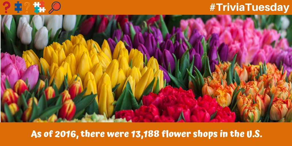 NYS Education Department (@nysednews) on Twitter photo #TriviaTuesday answer: As of 2016, there were more than 13,000 flower shops in the United States, according to the <a href="/uscensusbureau/">U.S. Census Bureau</a>. Find more Valentine’s Day fun facts here: bit.ly/35iRBgA #TriviaTuesday answer: As of 2016, there were more than 13,000 flower shops in the United States, according to the <a href="/uscensusbureau/">U.S. Census Bureau</a>. Find more Valentine’s Day fun facts here: bit.ly/35iRBgA