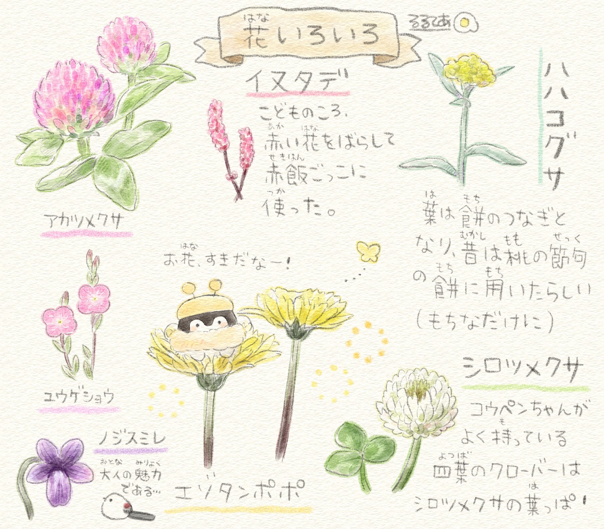 植物画たんぽぽ＊シロツメクサ＊アカツメクサ 植物画たんぽぽ＊シロツメクサ＊アカツメクサ（超歓迎 植物画