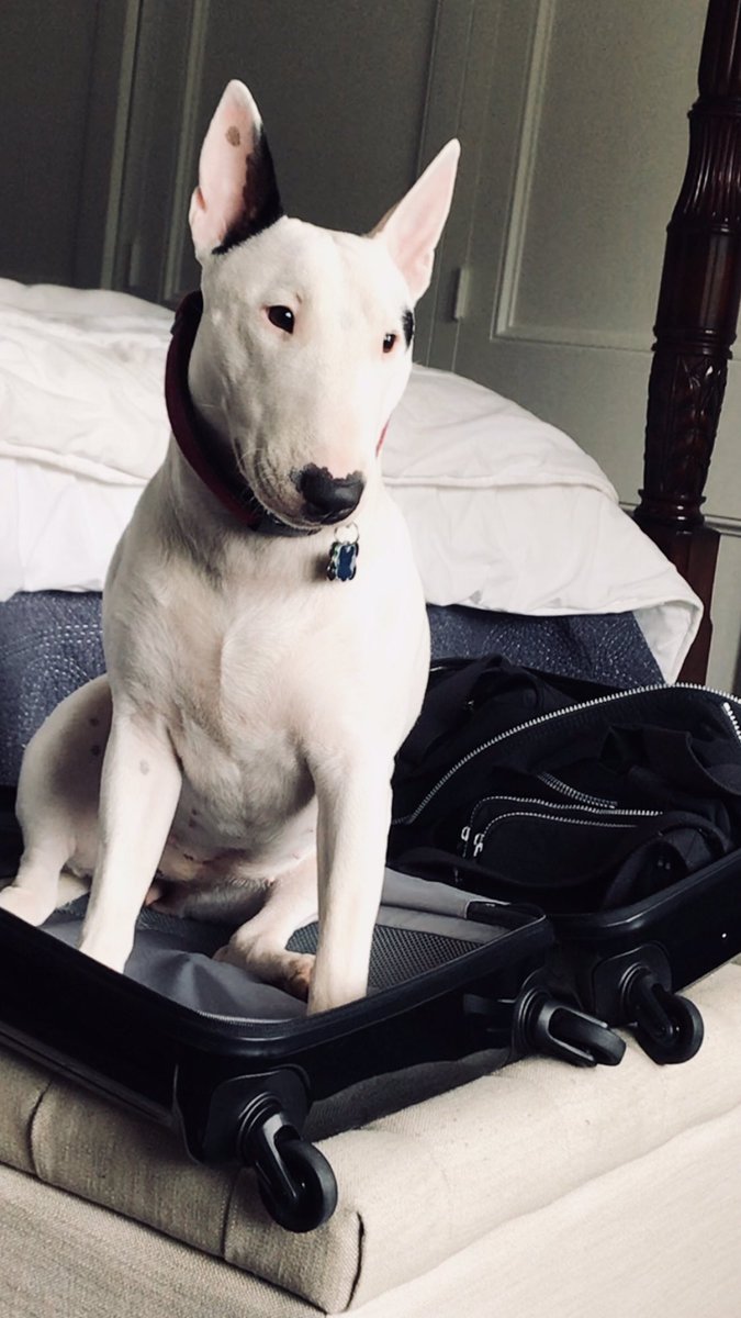 We approve this message 🐾