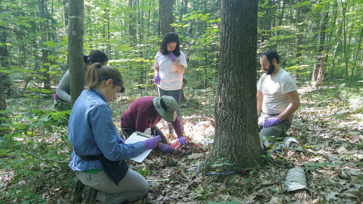 REU students collecting tree data at Harvard Forest