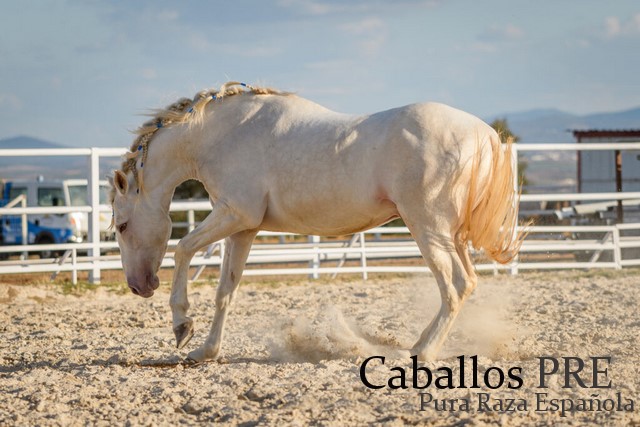 Kaishana's tweet photo. Amazing Pura Raza Española Breeding Stallion
2009 - approx. 1.58 m.
Great movements, elegance and the morphology are spectacular. Available for Sale

#purarazaespañola #breedingstallion #spanishhorse #andalusianhorse #Stallion https://t.co/bFMcqabM67