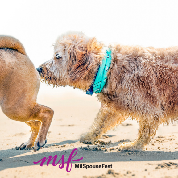 milspousefest's tweet image. Throughout our travels and owning a dog, I've learned some valuable lessons when it comes to greeting or being greeted by others and their dog(s). How does your dog greet other dogs? buff.ly/2QTMFtq #LifeWithaDog #dogetiquette