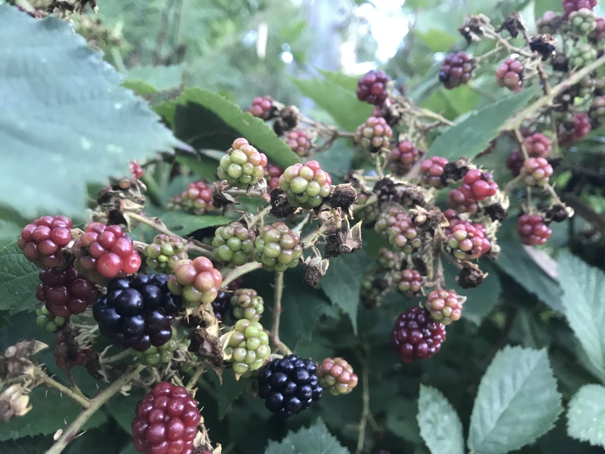 Blackberries.