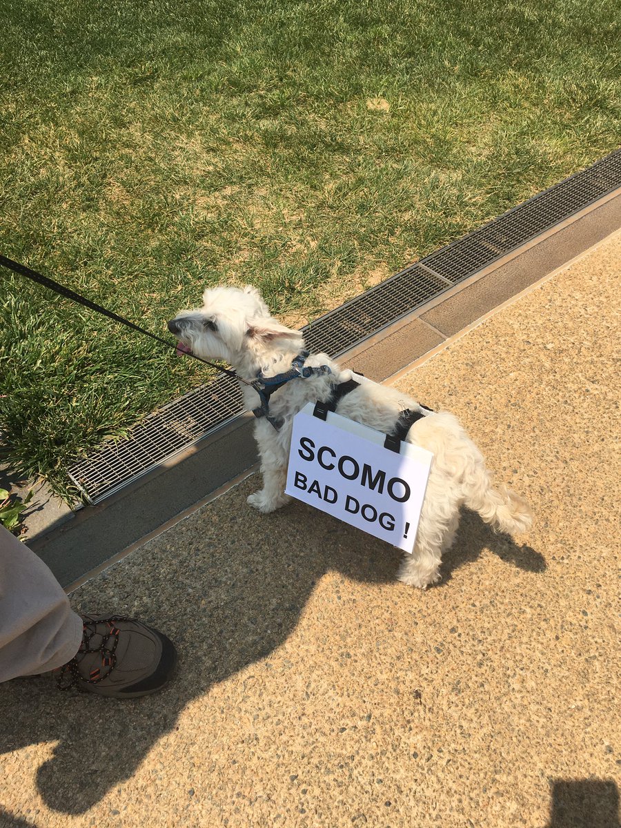 JuAvrilT's tweet photo. #protestdogs #PeoplesClimateAssembly https://t.co/jV8TNVkj7x