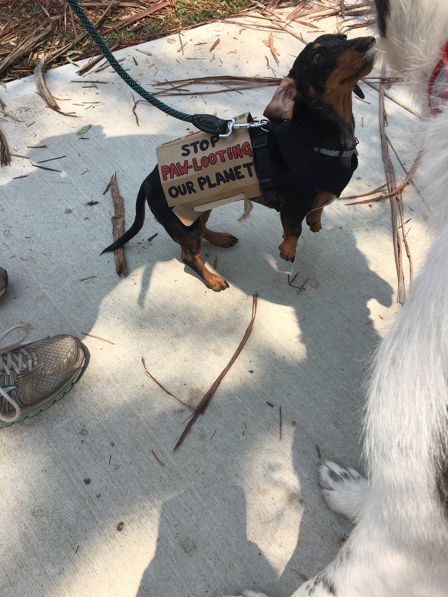 JuAvrilT's tweet photo. #protestdogs #PeoplesClimateAssembly https://t.co/jV8TNVkj7x