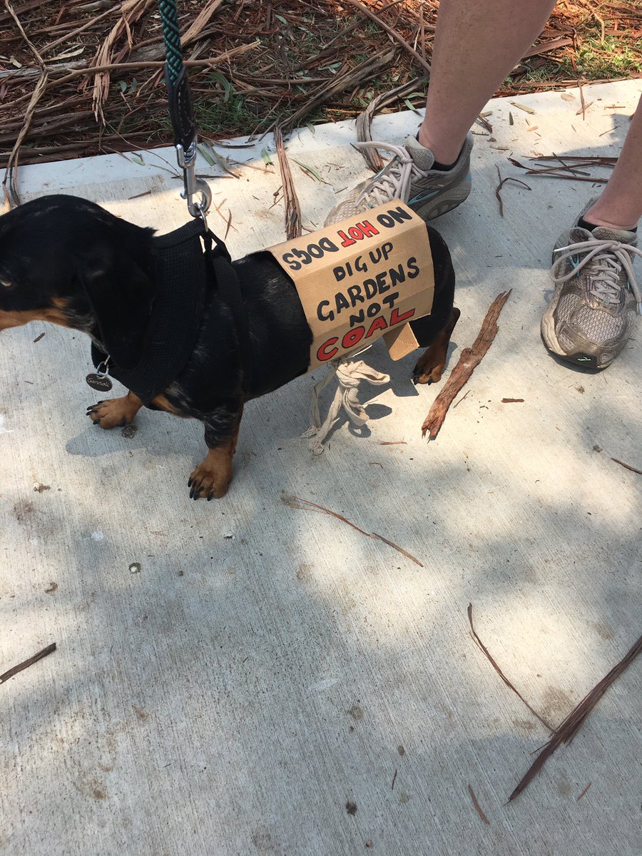 JuAvrilT's tweet photo. #protestdogs #PeoplesClimateAssembly https://t.co/jV8TNVkj7x