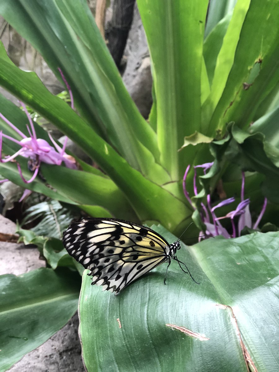 melissadrilling's tweet photo. Amazing day at the Museum of Natural Science 🦋🧪 @Deretchin @HOUMuseums https://t.co/5EIBCdj82m
