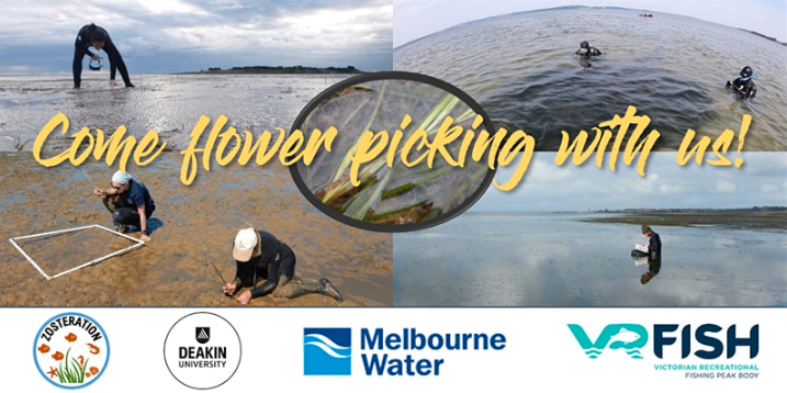 Want to learn about Victoria's #seagrass meadows, while contributing to research and restoration efforts in #WesternPort!🌊🌱🌱

Become a #citizenscientist with the <a href="/zosteration/">zosteration</a> team! First event > Sat 15th Feb (9am - 3pm, Hastings). 
👉🏾bit.ly/2Us5GXh Pls share!
