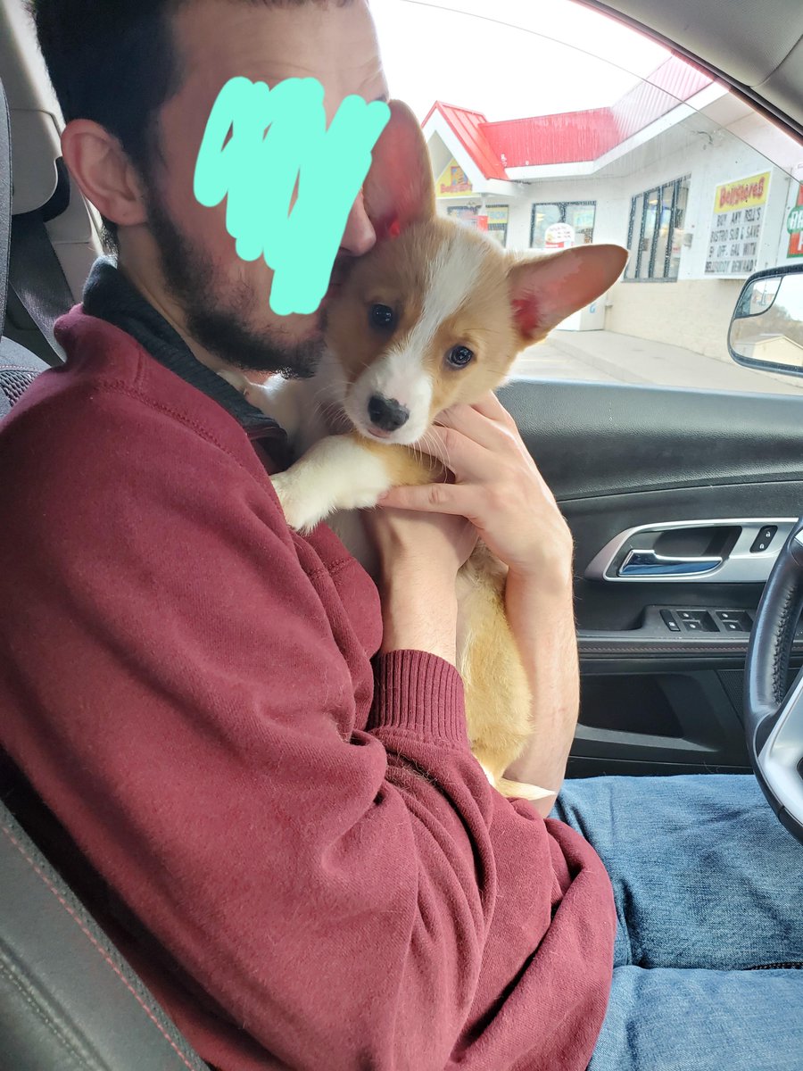 Hey guys! As a frequent lurker on the subreddit, I finally got a way to contribute! Meet my 8 week/old Corgi puppy! His name is Liam!