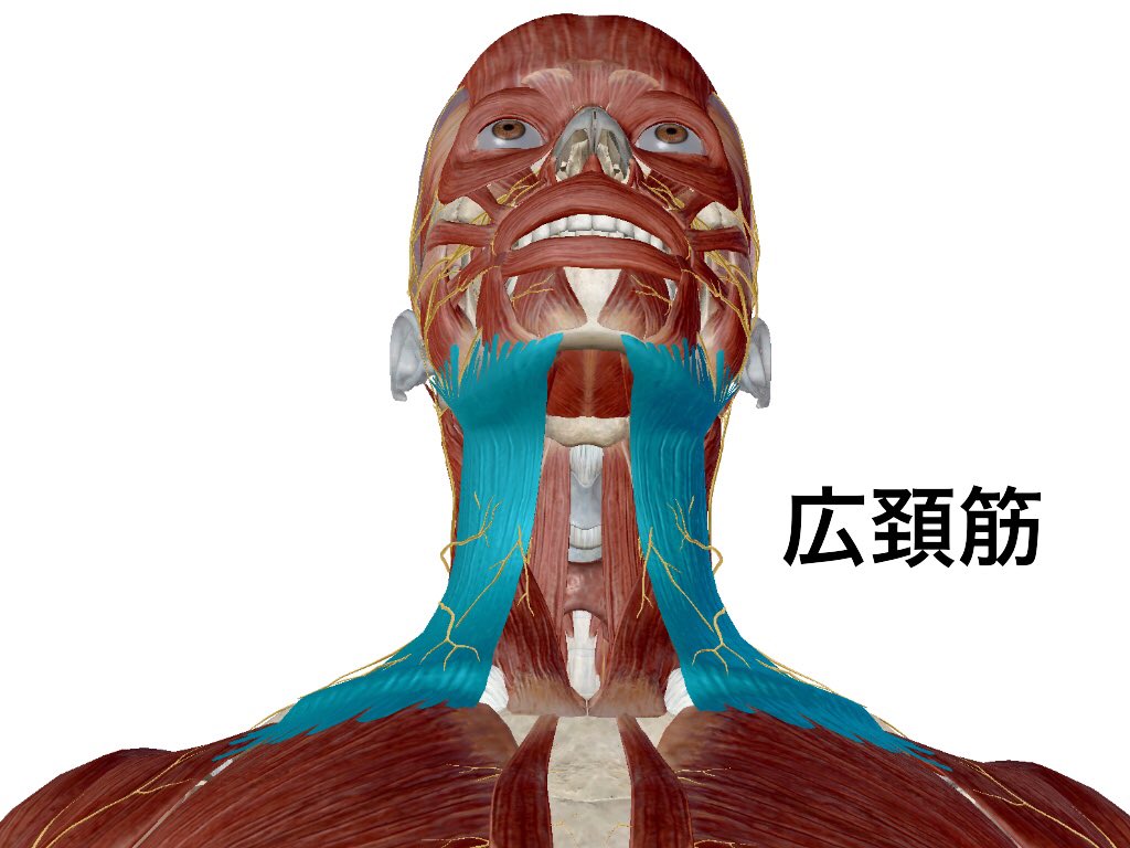一社 日本治療家研究所 Prt療法 思いっきり解剖学 Ar Twitter 頸椎の動き 頚椎伸展時には 広頚筋が伸ばされるのですが 口を開けながら伸展すると 制限をかける広頚筋が緩むので さらに伸展がされやすくなります 下部の頚椎が動かない方は このように動きを作っ