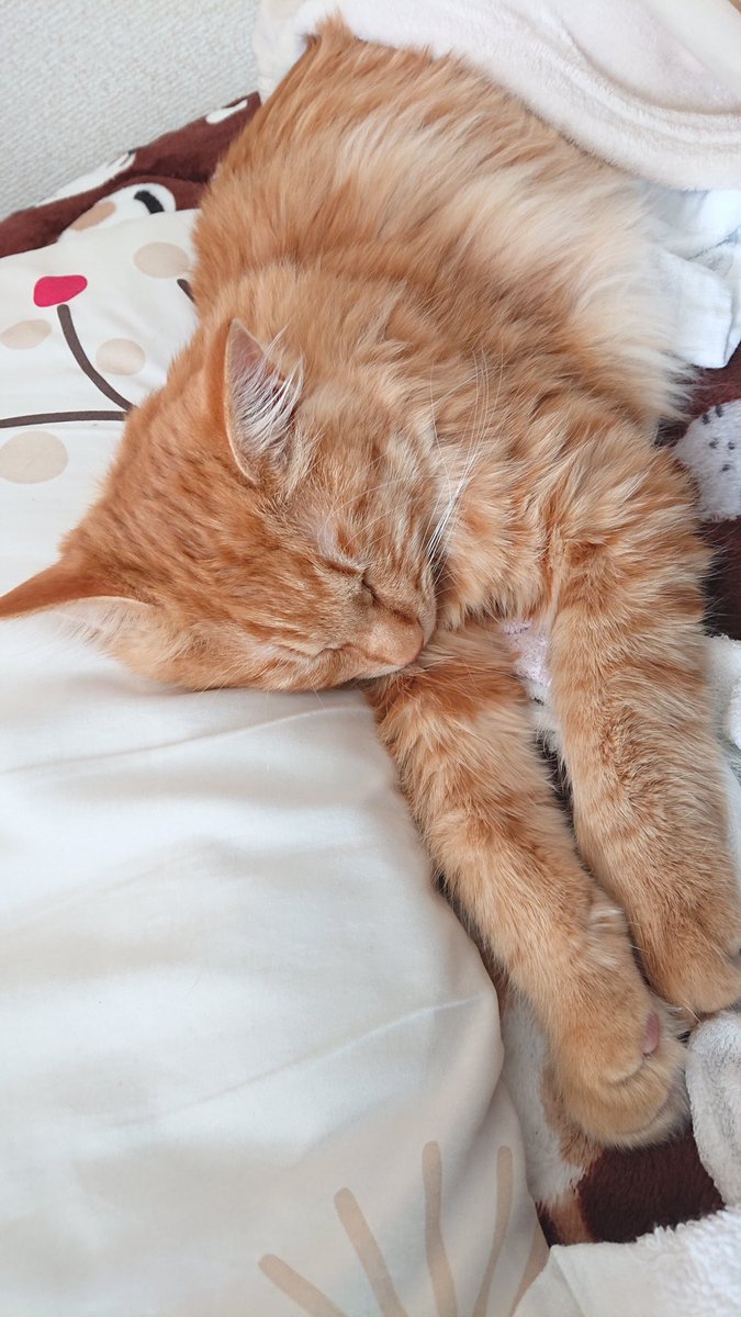 ぽっきー ピノ 長毛茶トラ猫会 ぽきちゃん手デカすぎー 猫 ポッキー 猫のいる暮らし 手でか 体もでかい まだ 6ヶ月なのに成猫なみ 猫の体重管理難しい ぽきちゃんぽちゃ疑惑