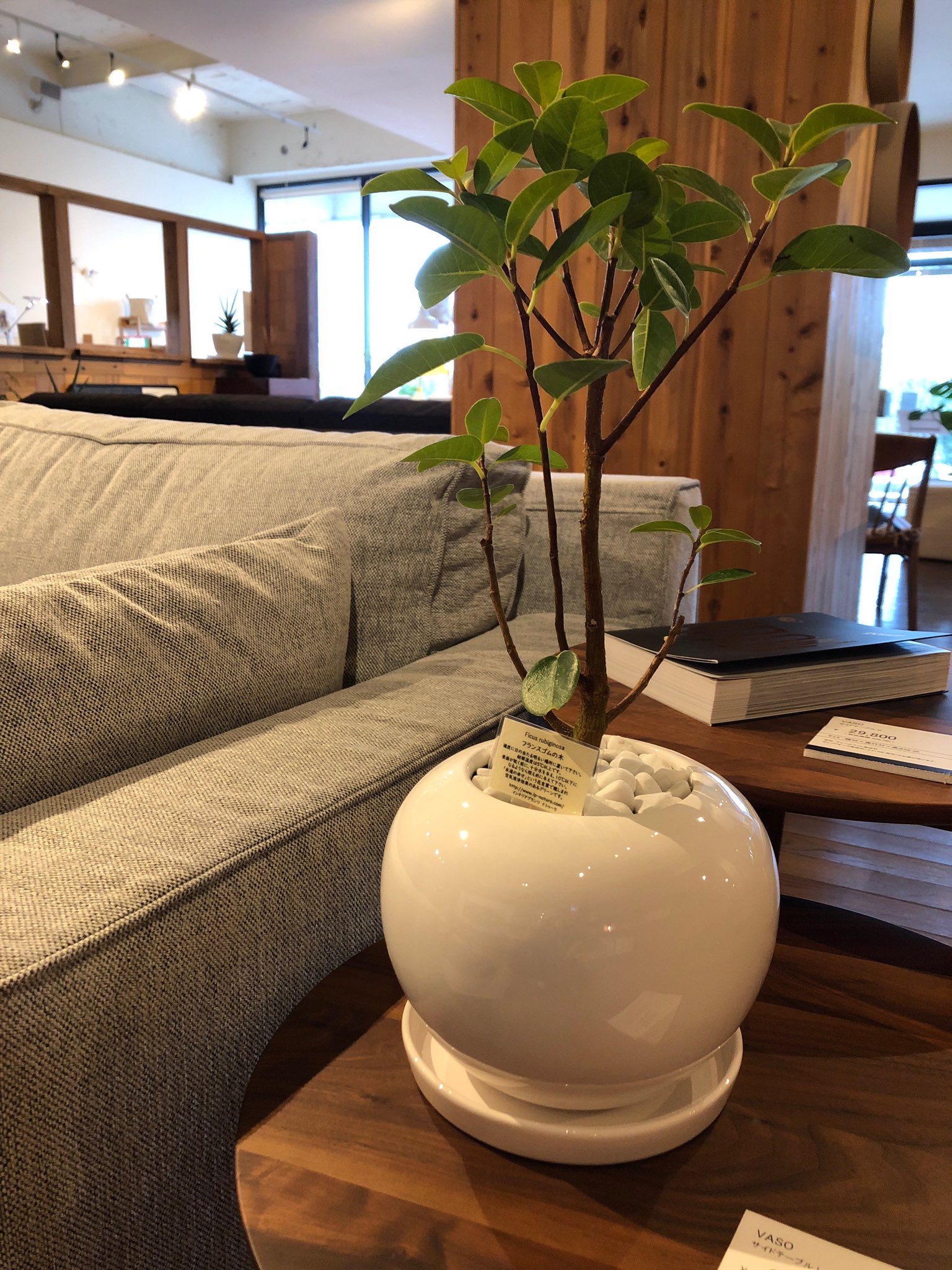 Shs Nagaoka Sur Twitter 店内には植物も沢山置いてあります 新潟県 長岡市 家具屋 インテリアショップ Shs長岡 植物 グリーン T Co Tnglzjylij Twitter