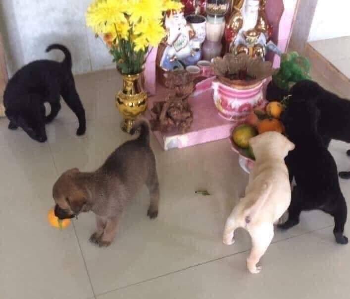 ฉกชิงความเป็นมงคล