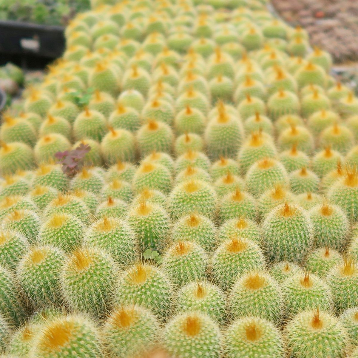KakinumaF's tweet photo. 金晃丸
🌵

#cactus
#Eriocactus 
#leninghausii https://t.co/eQCCSaxcGr