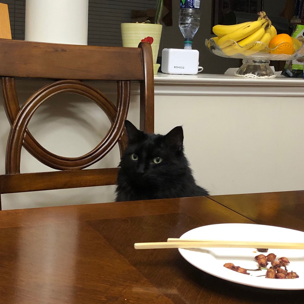 ginkgojiang's tweet photo. i LITERALLY                  i said 
just fed you                  MEOW https://t.co/9AvnFtrjoN