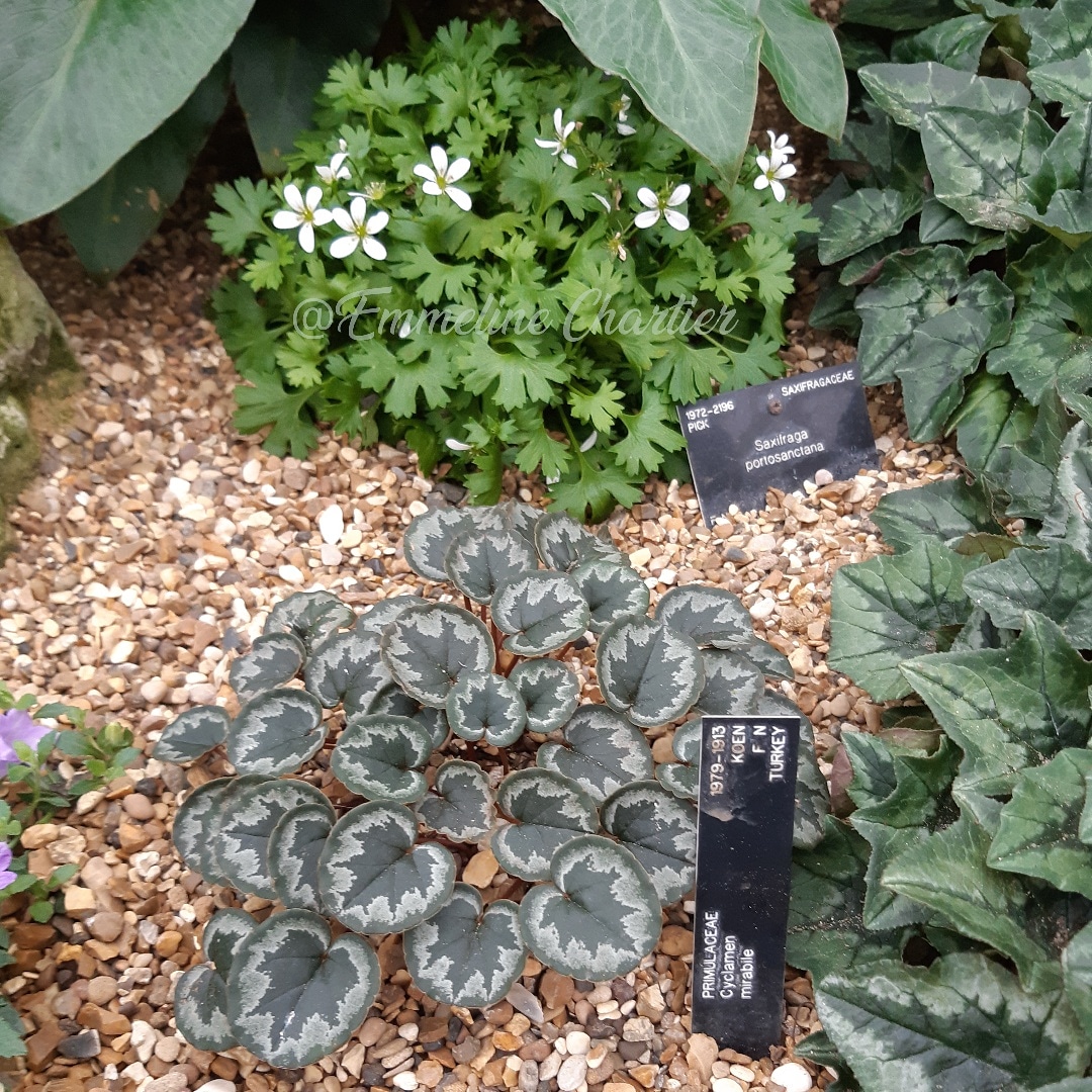 ChartierEmeline's tweet photo. Cyclamen mirabile
Davies Alpine House - Royal Botanic Gardens, Kew
#Primulaceae #cyclamen #cyclamenmirabile #kewgardens https://t.co/UqYww0dJIs