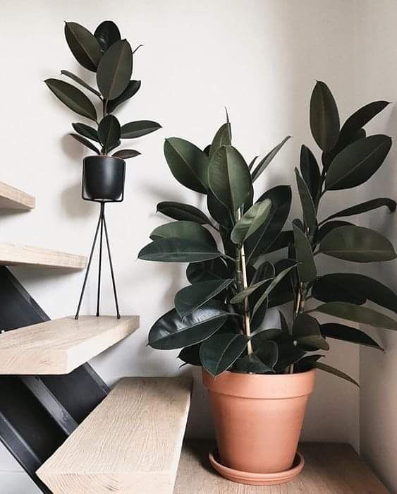 Rograplant's tweet photo. ÚSALOS PARA REALIZAR DECORACIONES GENIALES!!!
Esta semana hemos seleccionado estos fabulosos
🌿🌿🌿#FicusElastica '"Robusta" 🚘 ENVÍO GRATIS🚘
#mayoristadeplantas disponibles en 👉 https://t.co/LwqFISyCAs https://t.co/xd0uW7xwuU