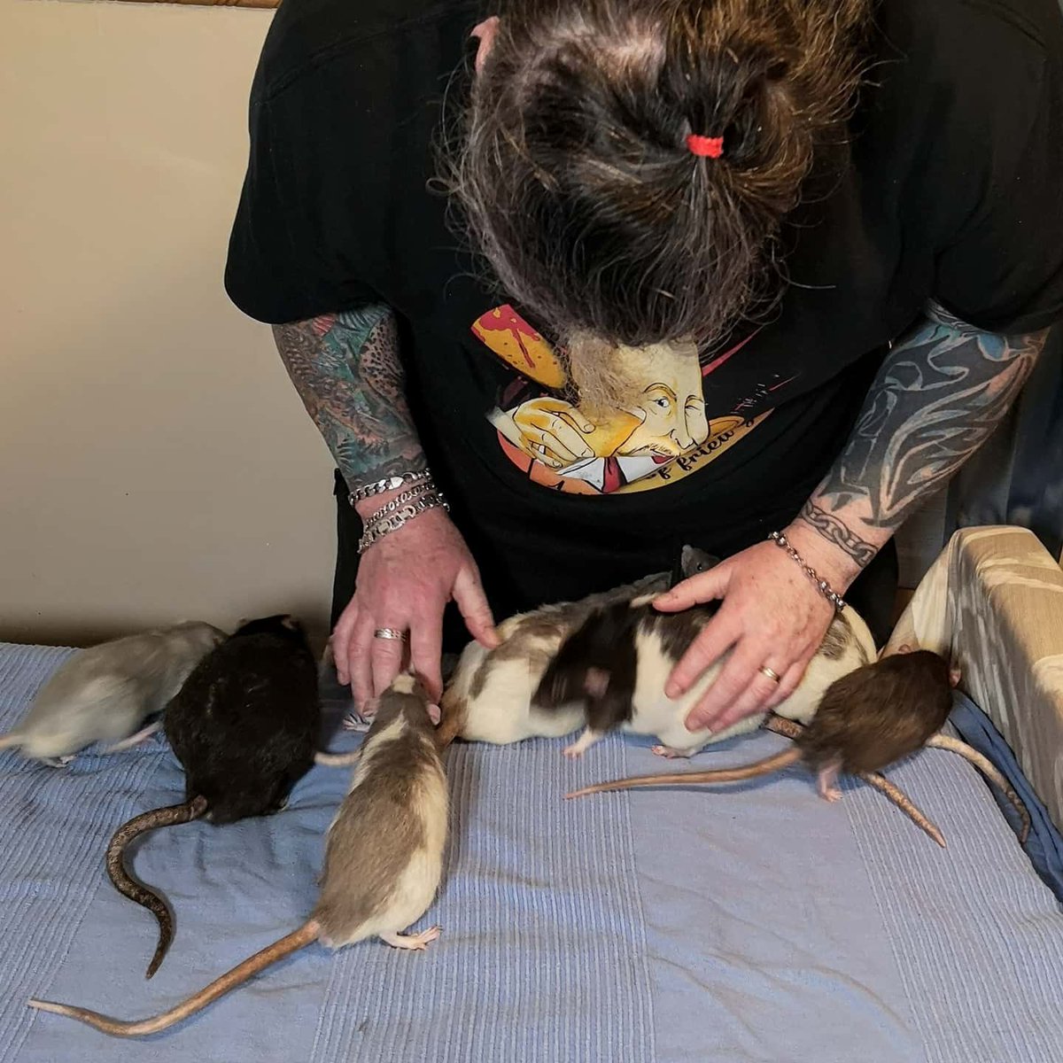 MotherToRats's tweet photo. All the rats run to see RatDad.. How beautiful it is to be loved and trusted by such tiny creatures 💖
#ratsoftwitter #twitterrats #petratsoftwitter #fancyratsoftwitter #rattiesoftwitter #petrats #ratlove #weloverats #ratcommunity #rodentlove https://t.co/071k9DuPZa
