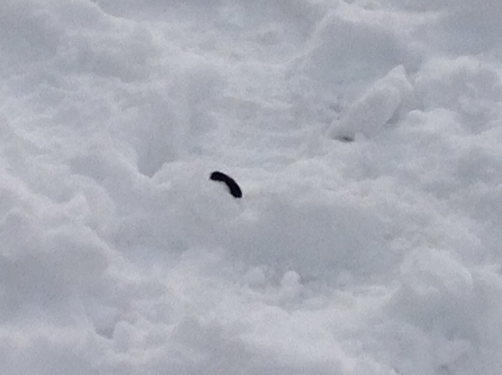 Rm102LC's tweet photo. What animals migrate?  We looked in books to find the answer.  The students saw a caterpillar outside and wondered if it was hibernating. https://t.co/7iud1XECij