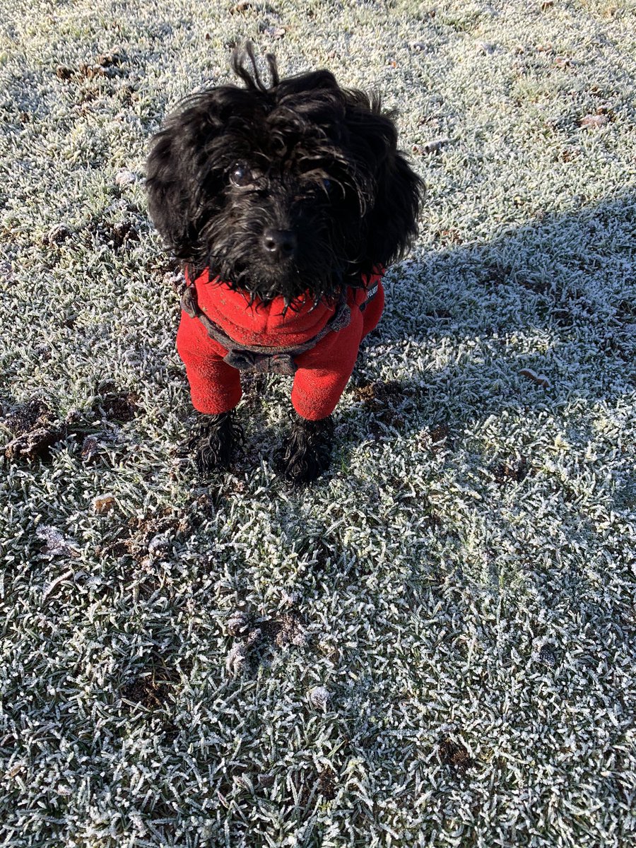 In other news here’s Dora living her best life in the frost, very proud of her warm coat.