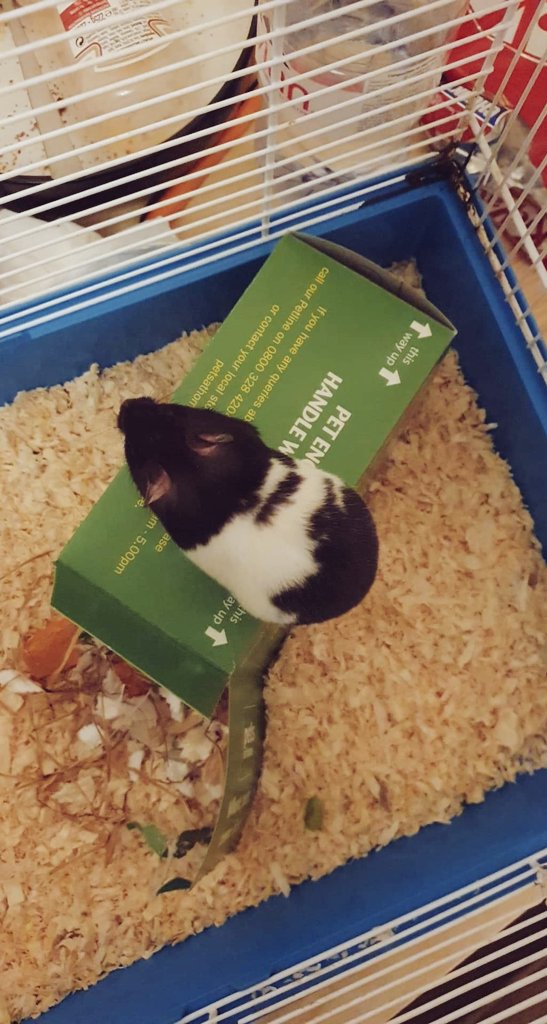 E_T_Deehan's tweet photo. #PhDselfcare #newpet https://t.co/CecvW90kiL