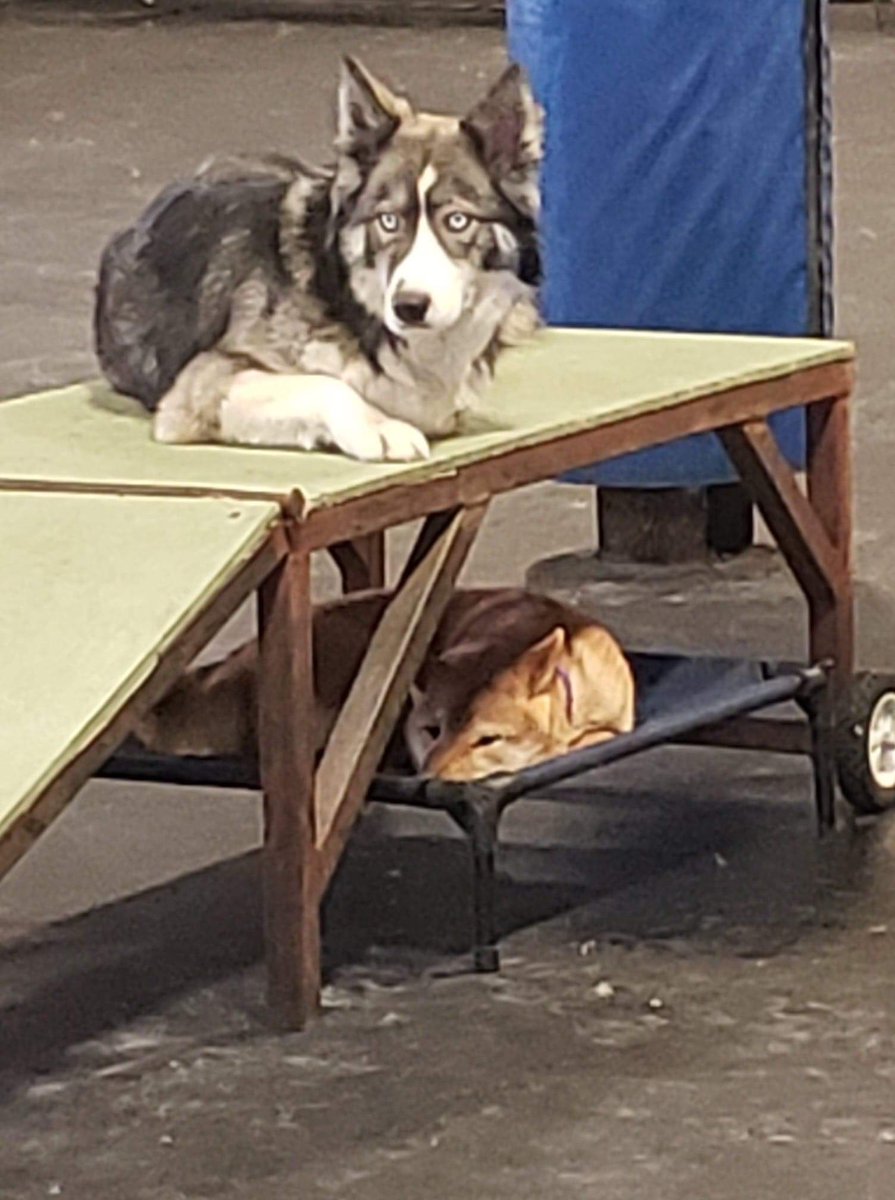 SkidsRun's tweet image. Xenia and Ridley!   #yegdogs #yegdogdaycare #yegdoggydaycare #edmontondogs