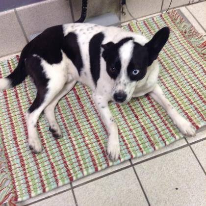 maggie_moon73's tweet photo. #founddog
#CHARLESTON #WV
ID A43646040
AVAILABLE 1-25-20
CAME IN AS A STRAY from Kroger's in #Elkview
Any questions regarding this animal should be directed to the Kanawha Charleston Animal Shelter staff at (304) 342-1576 https://t.co/OqTASxLlxV