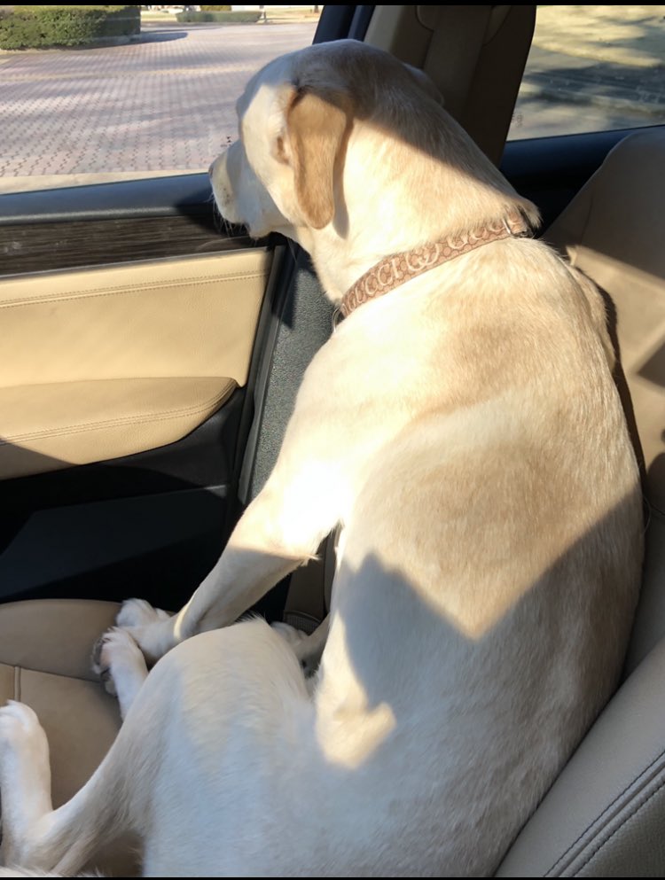 piperjanebell's tweet photo. when bae’s mad but you ask if she wants to go to petco https://t.co/DXCr8mB4Mv