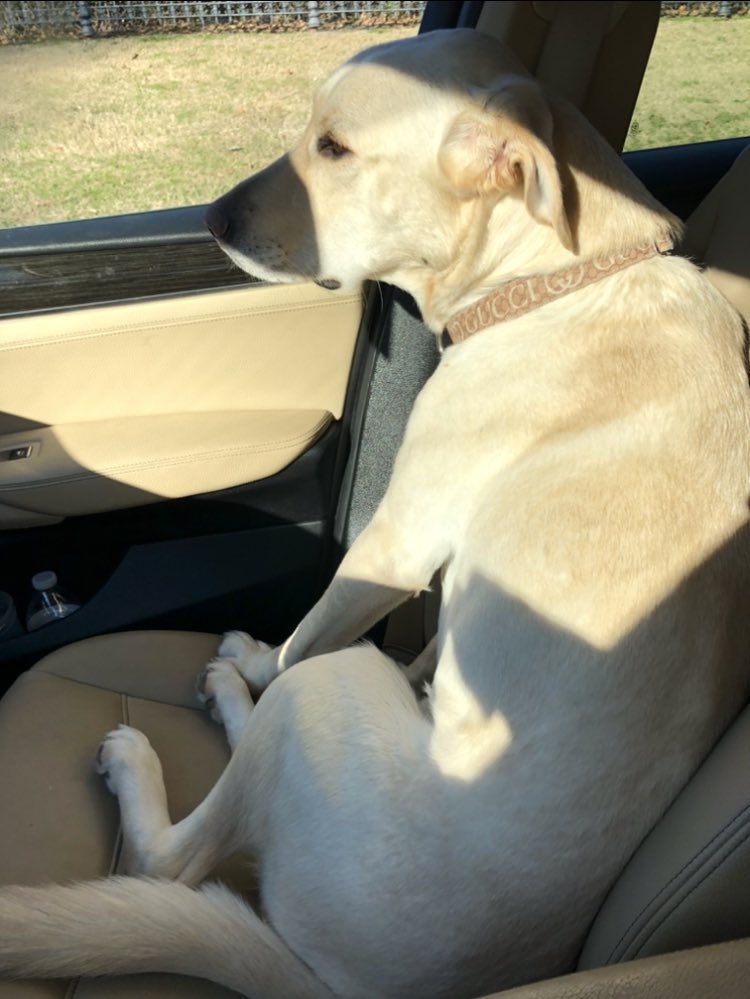 piperjanebell's tweet photo. when bae’s mad but you ask if she wants to go to petco https://t.co/DXCr8mB4Mv