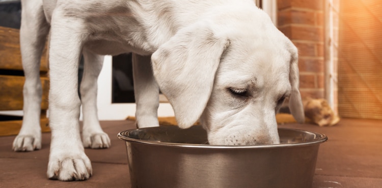 attorneygroup's tweet photo. Champion Petfoods Class Action Lawsuit Filed on Behalf of Pet Owners - https://t.co/UYTI1Roh1D https://t.co/HyqEUTH6E6