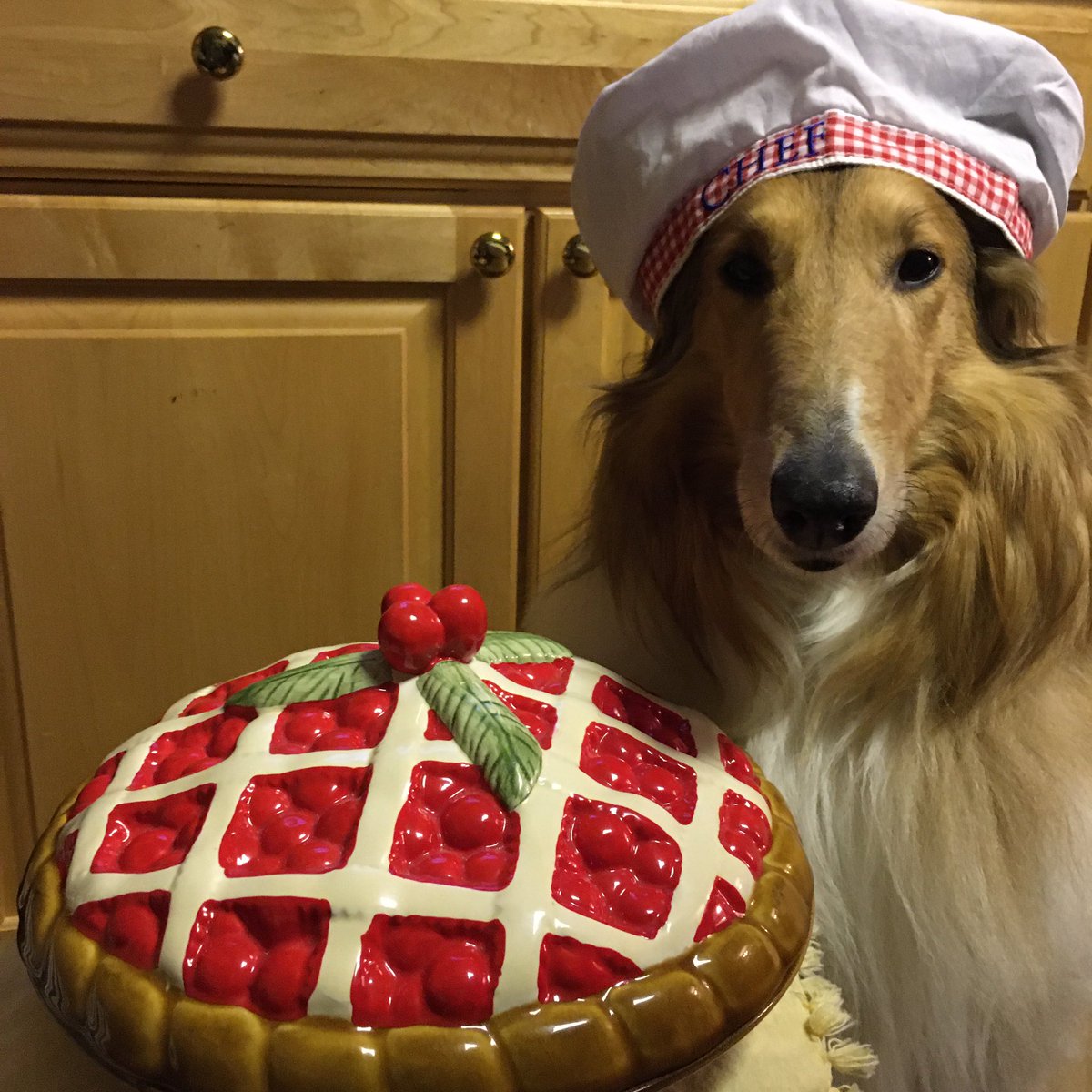 CollieCrusader's tweet photo. 1/2. π₯§ π©βπ³ Can you guess what kind of #pie π₯§ this π©βπ³ #pastrychef is baking on #NationalPieDay ? π₯§
Is it apple π or cherry π or just a mini #storeboughtpie? π₯§
π©βπ³ π₯§ π₯§ π₯§ π©βπ³
#dogsinhats #roughcollie #dogsoftwitter #colliecrusader #collie #pieday https://t.co/pfm3gAwGW6