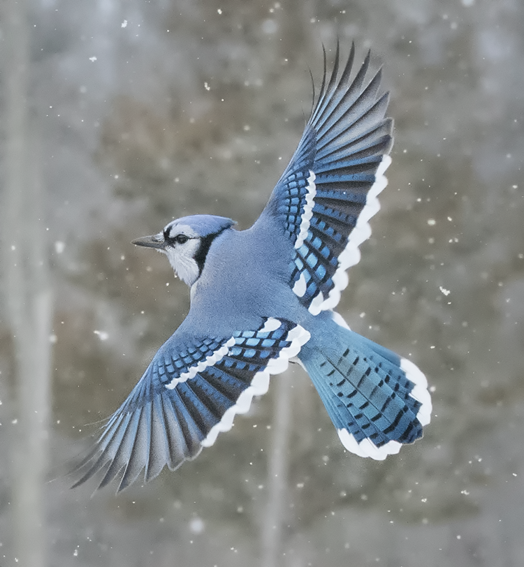 668 Blue Jay Flying Stock Photos, High-Res Pictures, and Images