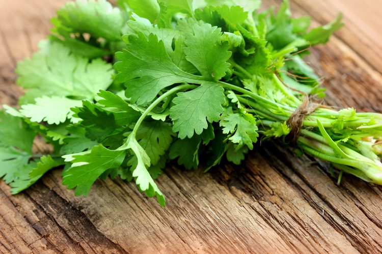 DeepSageApp's tweet photo. El cilantro es parte del olor de nuestra cocina colombiana. De origen árabe, es una muestra de la dominación árabe en Iberia antes de la conquista y hoy somos el resultado de una enorme mezcla cultural https://t.co/fdXjt8lifj