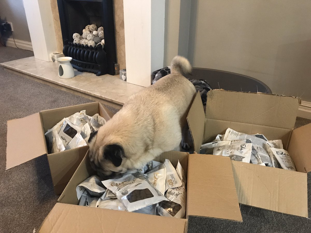 dexterpuggie's tweet photo. Thank you @EdenPetFoods for my competition prize I am one lucky pup! 🥰🐶 #pugs #puglife #food #lucky #puglove https://t.co/GzcGN3bKC9