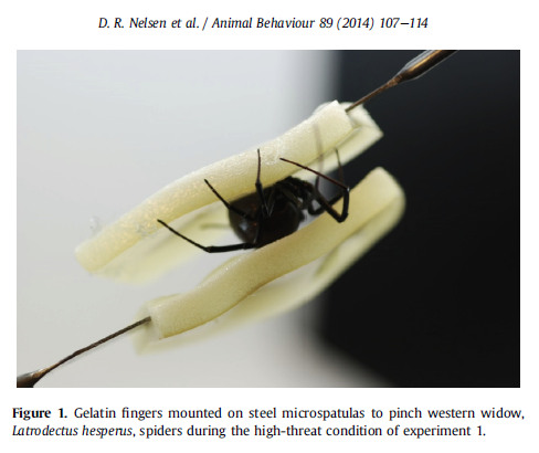 Hablando de arañas: 

En 2013, Nelsen y cols investigaron cuando es que muerden. Para ello, "molestaron" a varias viudas negras (Latrodectus hesperus) para ver su reacción

Dividieron la molestia en baja, media y alta. 

Los resultados son asombrosos
sciencedirect.com/science/articl…