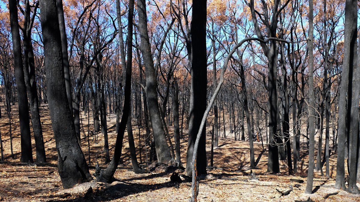 Slater and Gordon Lawyers tweet media