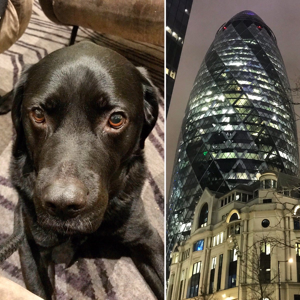 mollygundog's tweet photo. Moll in the City! Fab night and meal #MResturant #ThreadneedleStreet with Sarah Walton - walked back and in Hotel #HiltonDoubleTree #LondonBridge now - hard work being Molly 🐾🐾 https://t.co/n6T7rUqruI